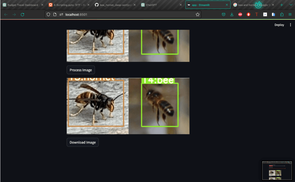 Hornet Detection Sample 2